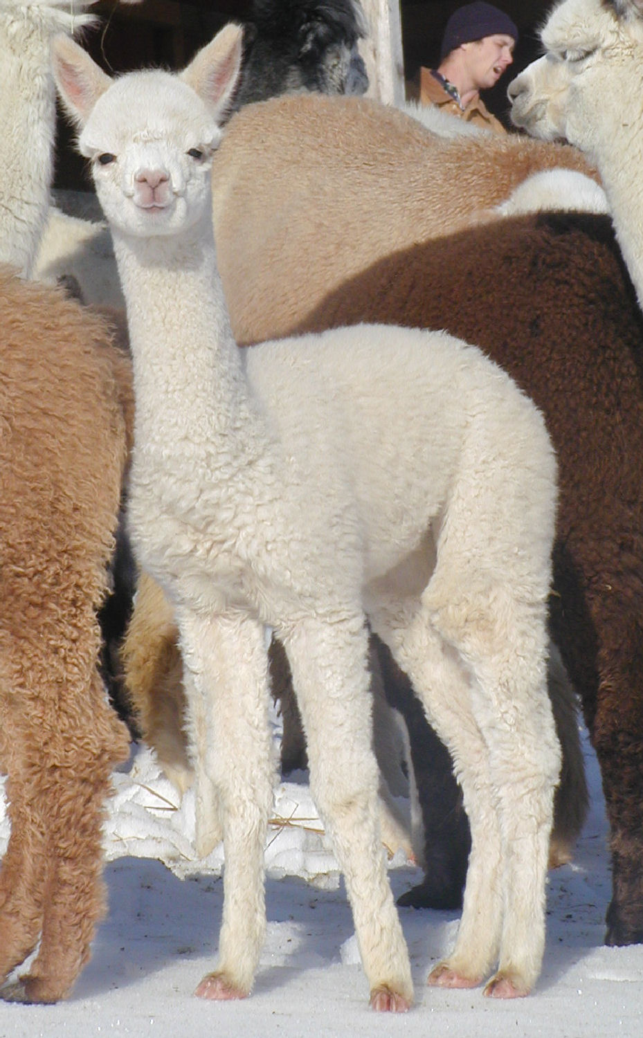pita12_05.jpg